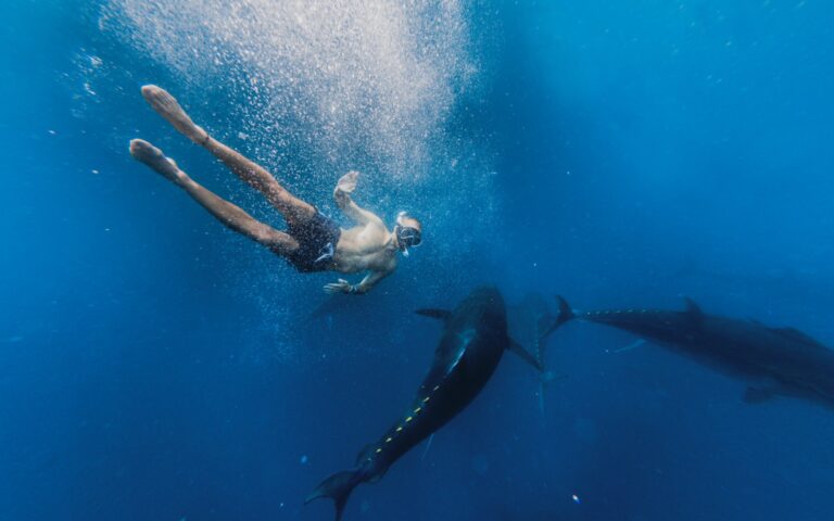 imagen-de-una-persona-haciendo-snorkel-entre-atunes-rojos-en-aguas-cristalinas-náutic-parc