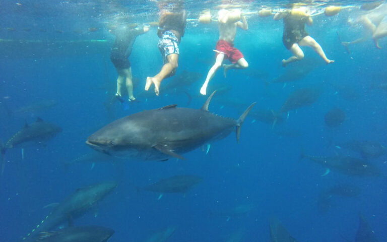imagen-de-unos-niños-haciendo-snorkel-entre-atunes-rojos-en-aguas-cristalinas-náutic-parc